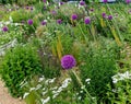 flowerbed with tall perennial plant of white flowers and undergrowth Royalty Free Stock Photo