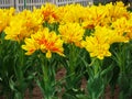 Flowerbed of tulip Monsella large yellow and red stripped flowers