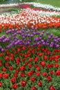 Flowerbed of tulips white - purple - red Royalty Free Stock Photo