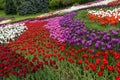 Flowerbed of tulips -  white - purple - red Royalty Free Stock Photo