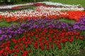 White - purple - red flowerbed of tulips Royalty Free Stock Photo
