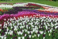 Flowerbed of tulips - white - pink - purple - red. Royalty Free Stock Photo