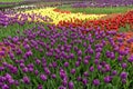 Flowerbed of tulips white - purple - red - yellow Royalty Free Stock Photo