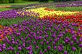 Flowerbed of tulips - white - purple - red - yellow - orange Royalty Free Stock Photo