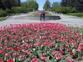 Flowerbed of tulips red Royalty Free Stock Photo