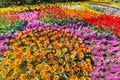 Flowerbed with tulips hyacinths and daffodils