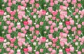 Flowerbed tulips. Illustration, texture of flowers. Seamless pattern for continuous replicate. Floral background, photo collage Royalty Free Stock Photo