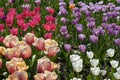 Flowerbed of tulips of various colors Royalty Free Stock Photo
