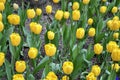 Flowerbed of vibrant yellow tulips in spring