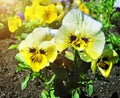 Flowerbed of viola tricolor or kiss-me-quick (heart-ease flowers Royalty Free Stock Photo