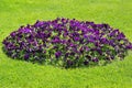 Flowerbed of violet petunia flowers on green grass