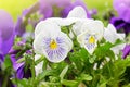 Flowerbed of violet viola tricolor or kiss-me-quick heart-ease Royalty Free Stock Photo