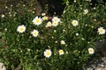 A flowerbed with white daisies in the garden in summer. A perennial fragrant medicinal plant of the Asteraceae family