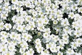 Flowerbed of white dianthus flowers Royalty Free Stock Photo