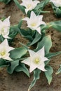 Flowerbed white dutch tulips blooming top view