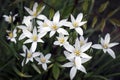 Flowerbed of white flowers and yellow pistils Royalty Free Stock Photo