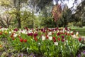 A flowerbed of white-red tulips on the shores of Lake Constance