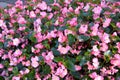 Flowerbed with wonderful blooming pink begonias