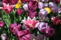 Flowerbed of wonderful different Spring Tulips