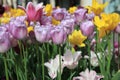 Flowerbed of wonderful different Spring Tulips