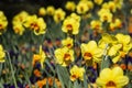 Flowerbed of yellow daffodils in the sun Royalty Free Stock Photo