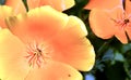 Flowerbed with yellow flowering californian poppy