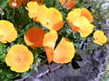 Flowerbed with yellow flowering californian poppy