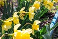 A flowerbed of yellow flowers of narcisos Royalty Free Stock Photo
