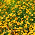 Flowerbed with yellow marigolds. Background. View from above Royalty Free Stock Photo