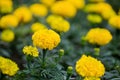 Flowerbed with yellow marigolds. Sunny summer day. Blurred flowers in the background Royalty Free Stock Photo