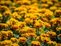 Flowerbed yellow-orange colors Tagetes or marigolds