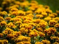 Flowerbed yellow-orange colors Tagetes or marigolds