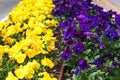 Flowerbed with yellow and purple petunias flowers. Petunia closeup. Spring flowerbed in city. Colorful petunia flowers background Royalty Free Stock Photo