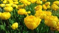 Flowerbed with yellow tulips close during flowering