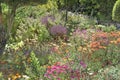 Flowerbeds Abbey Garden, Tresco Royalty Free Stock Photo