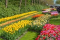 Flowerbeds of blooming tulips, daffodils in Keukenhof garden, Lisse, the Netherlands nature background, gardening