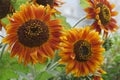 The flowerbeds and flower beds of the summer cottage are decorated with bright flowers-suns of the decorative sunflower