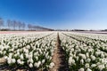 Flowerbeds in the Netherlands Royalty Free Stock Photo