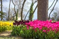 Flowerbeds of tulips at the Tulips Festival in Emirgan Park, Istanbul, Turkey.