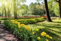Flowerbeds with yellow and red tulips in the park