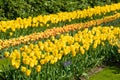 Flowerbeds of yellow tulips in Keukenhof garden, Lisse, the Netherlands nature background, gardening