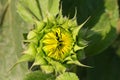 Flowerbud of decorative sunflower on a blurred background, close-up