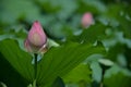 A flowerbud of lotus