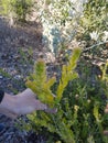 Flowerbud native australian plant possibly teatree but uncertain