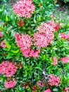 Flowere name Ixora Coccinea red colore with green leaves.