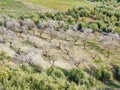 Flowered Almond trees near Beas de Granada , Spain