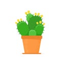 Flowered cactus in a flat style. Blossomed house succulent in pot. Vector illustration