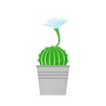 Flowered cactus in a flat style. Blossomed house succulent in pot. Vector illustration