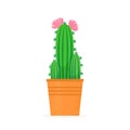 Flowered cactus in a flat style. Blossomed house succulent in pot. Vector illustration