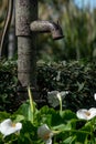 Flowered calla lilies under the water pump in the field Royalty Free Stock Photo